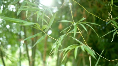 晨曦中的亚洲竹林