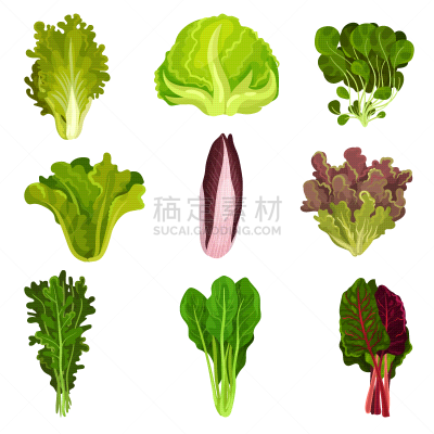 清新,菊苣,蔬菜叶,农业,蔬菜,素食,菠菜,香料,莴苣,收集