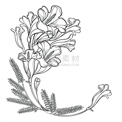 花束,角落,黑色,叶子,花朵,紫薇科树,轮廓,矢量,花蕾,分离着色