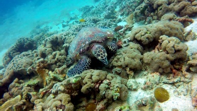 动物行为-严重濒危物种鹰嘴海龟(Eretmochelys Imbricata)。