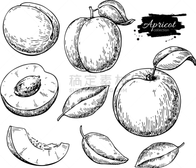 apricot drawing hand drawn fruit and