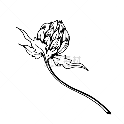绘画插图,雕刻图像,草本,艺术,叶子,矢量,墨水,分离着色,黑白图片,花