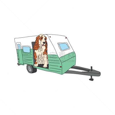 纯种犬,狗,英格兰,可爱的,宠物,白色背景,肖像,敏捷,图像
