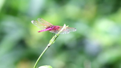 蜻蜓