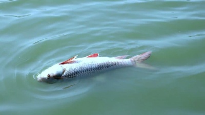 水中死鱼
