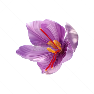 藏红花,调味品,华贵,花蕾,开着的,特写,蔬菜,配方,背景分离,香料