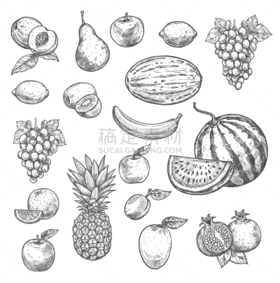 水果,草图,分离着色,农业,清新,食品,果酱,果汁,熟的,西瓜