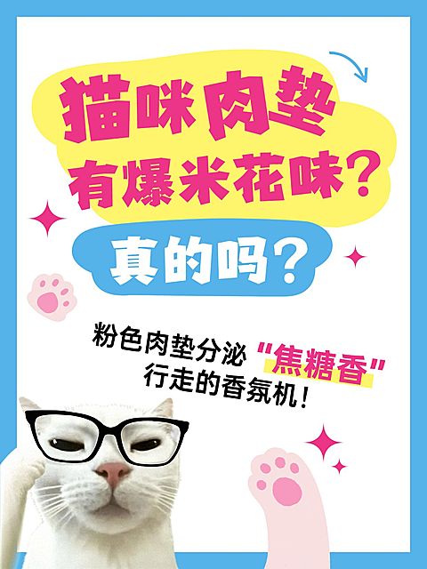 宠物知识科普可爱meme梗图爆款大字小红书封面