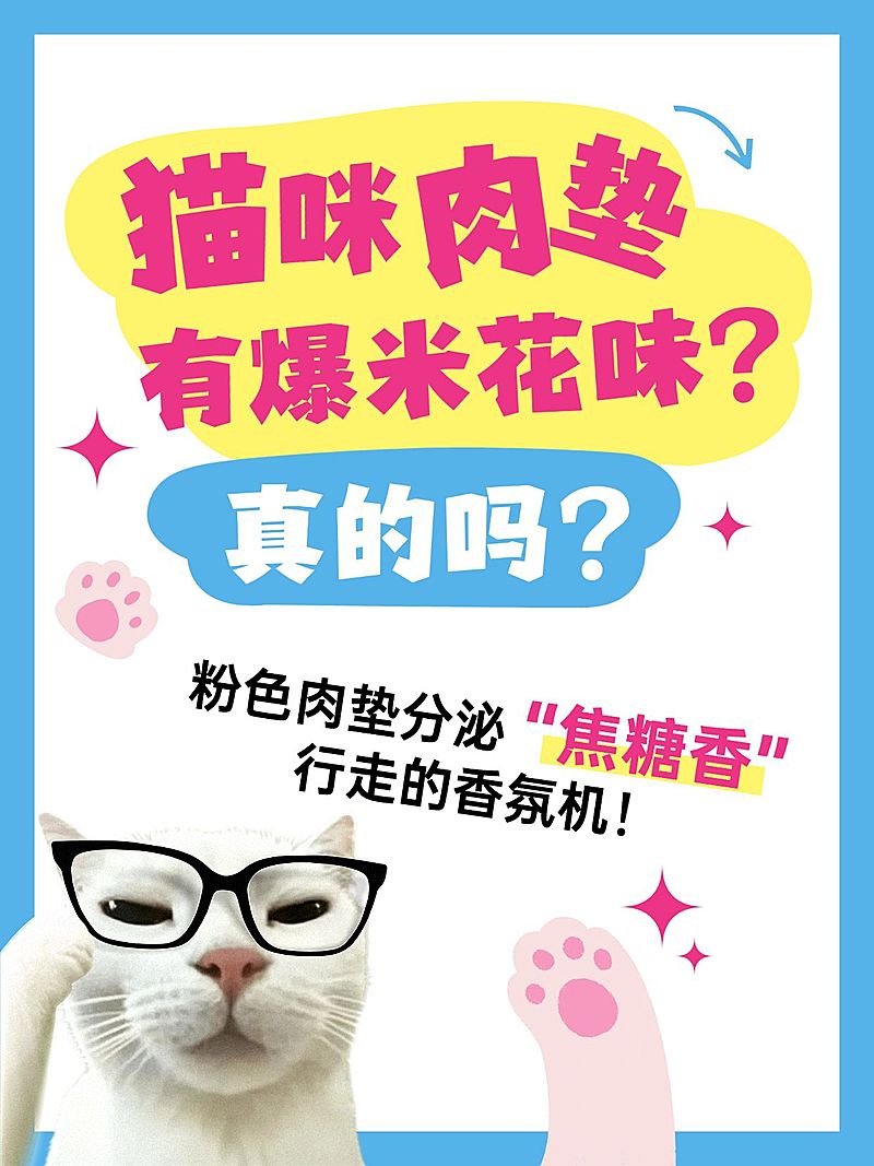 宠物知识科普可爱meme梗图爆款大字小红书封面