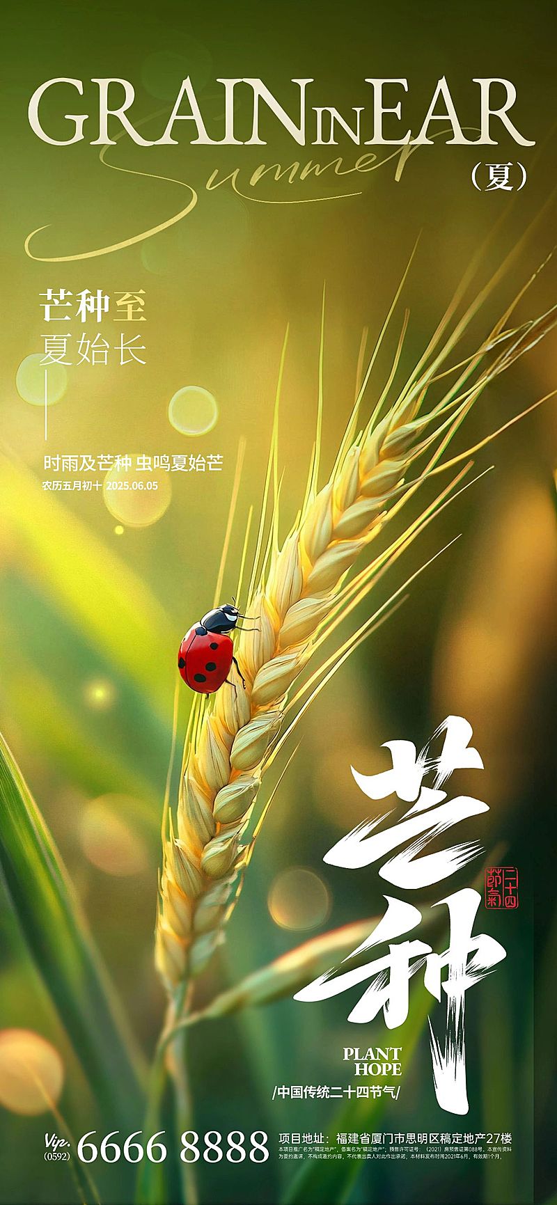 芒种弥散渐变小麦近景氛围祝福海报AIGC