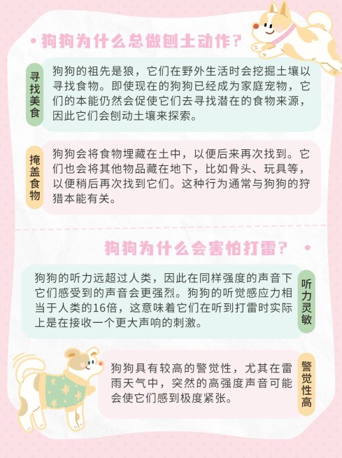 宠物知识科普手帐风小红书套装小红书配图预览效果