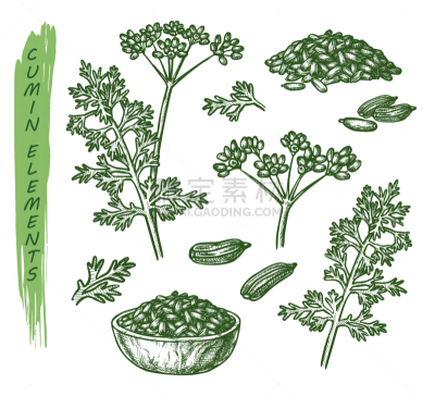 sketch cumin plant seeds herb and spice seasoning