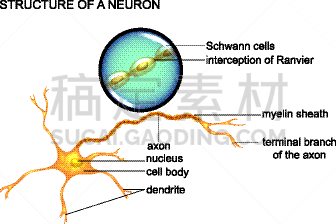 神经元,顺序,神经系统,脑,硬化症,有毒物质,损坏的,混沌,生病
