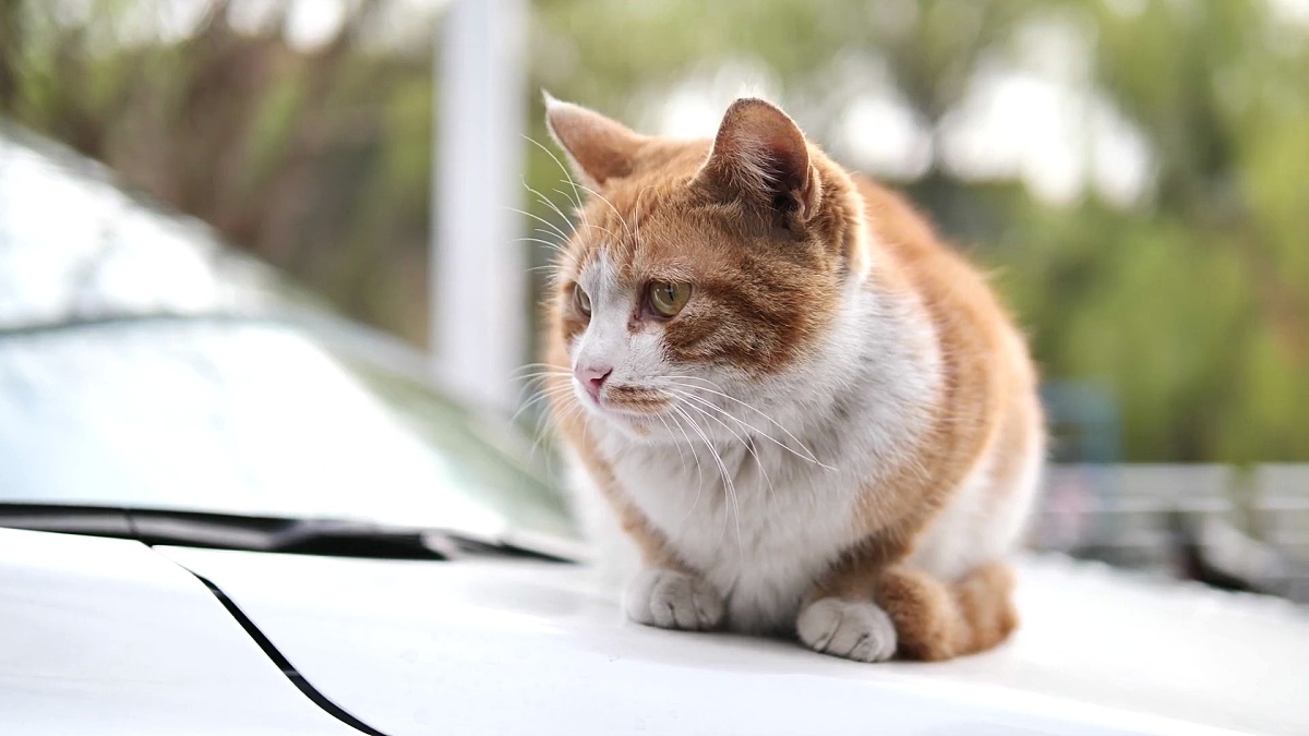 猫白色 猫白色图片 猫白色素材下载 稿定素材
