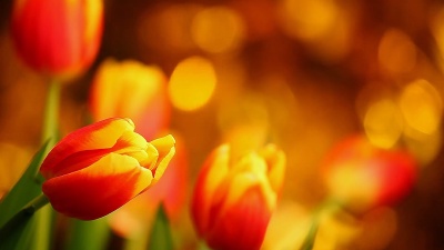郁金香花卉素材工作室优质色彩Bokeh