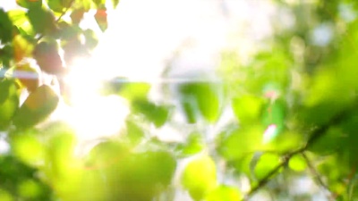 阳光在风中穿过苹果树的叶子。