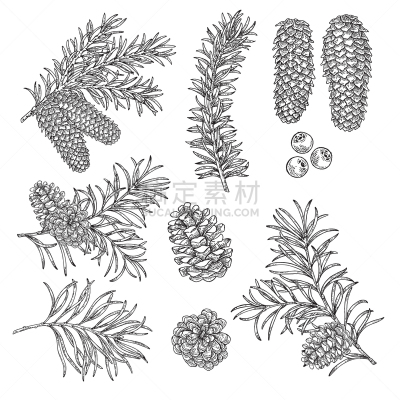 动物手,Fir Cone,松木,自然美,云杉,杉树,绘制,问候,复古,剪影