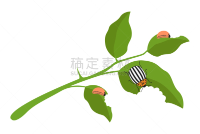 马铃薯,叶子,昆虫,幼虫,矢量,绘画插图,科罗拉多州,科罗拉多马铃薯甲虫,害虫,白色背景