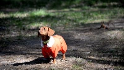 遛狗。狗在狗的衣服中繁育腊肠犬