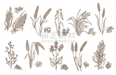 草图,谷类,种子,分离着色,农业,素食,大麦,一个物体,背景分离,食品
