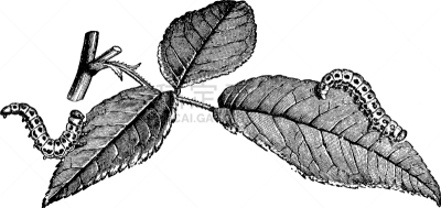 幼虫,锯蝇,玫瑰花瓣,白色,矢量,图像,雕刻图像,毛虫,黑色,复古