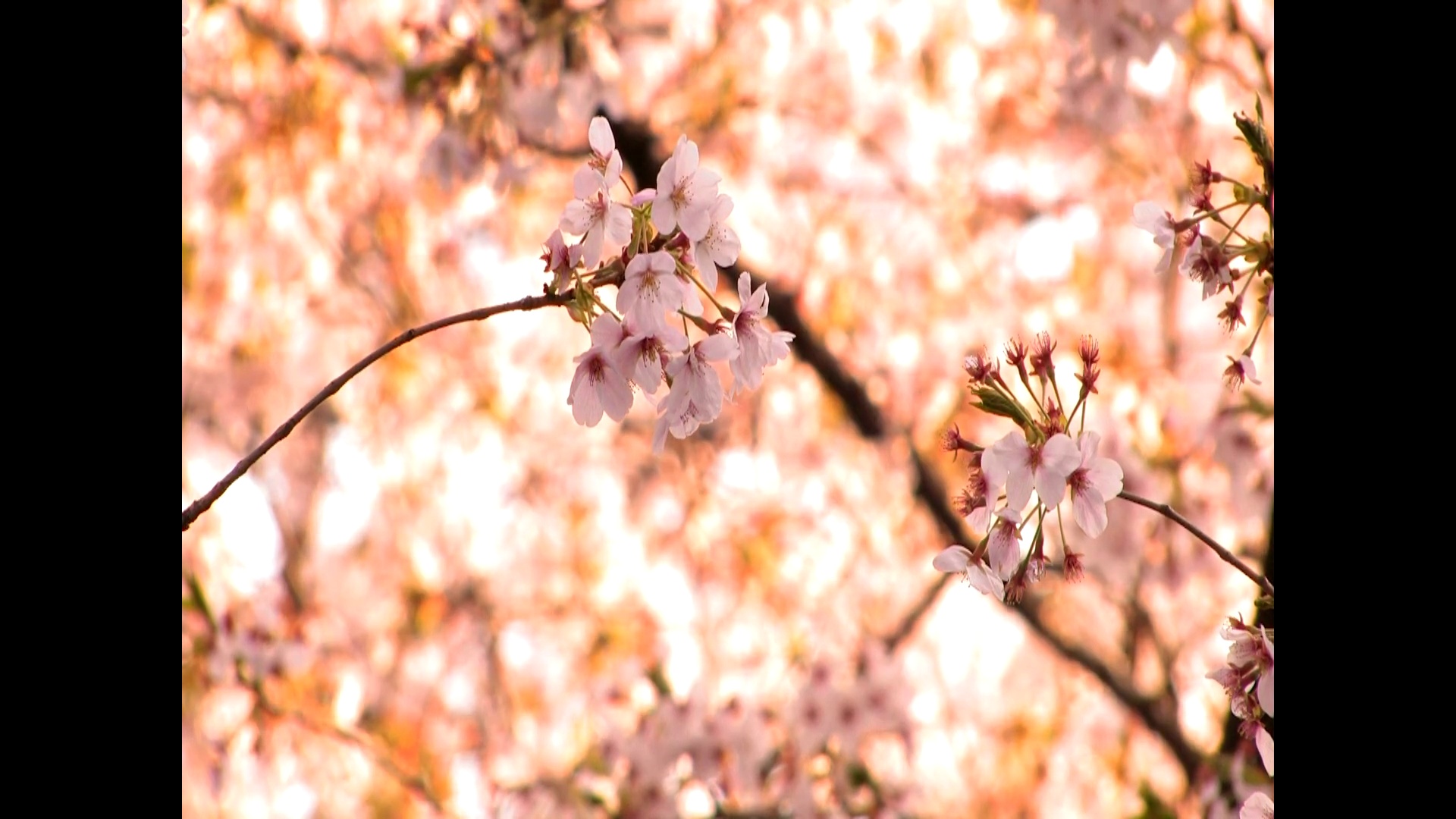 樱花，东京