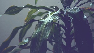 慢动作 清澈的雨滴洗去花园里一株巨大的绿色热带植物