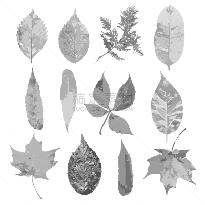 秋天,叶子,矢量,秋季系列,白色背景,九月,十月,自然界的状态,樱桃,加拿大