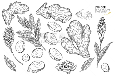 生姜,蔬菜,香料,成分,绘画插图,叶子,矢量,手,烹调,花