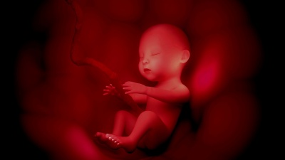 人类婴儿Festus胚胎 
