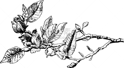 玉兰类,白色,图像,叶子,矢量,植物,雕刻图像,复古,花,树