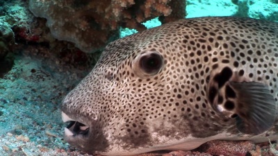 沙姆的水下有齿的巨型河豚鱼Arothron stellatus。