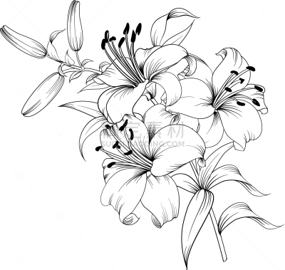 白色,分离着色,自然,百合花,浪漫,图像,花朵,植物群,马蹄莲,自然美