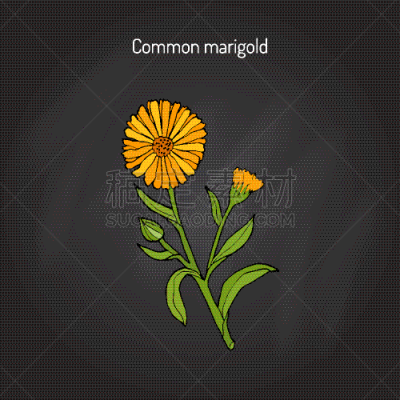 金盏花,草药,华丽的,健康保健,清新,芦笋,Corn Marigold,植物群,自然美,花