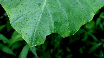 雨中充满水滴的绿叶