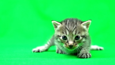 猫咪