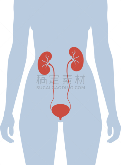 肾脏,生物学,健康保健,门诊部,模板,女人,透析过滤器,顺序,科学