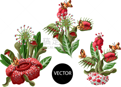 茅膏菜,植物群,京燕,捕猎行为,接力赛,维纳斯,可爱的,动物,花