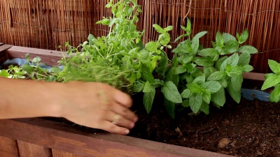 种植百里香第二部分