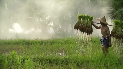 农民在雨季种植水稻。他被水和泥水浸透，准备种植。