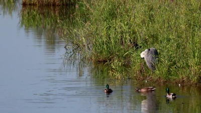 六月，苏格兰斯皮河畔，灰色苍鹭，Ardea cinerea，耐心等待。