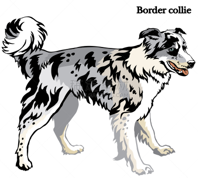 边境牧羊犬,分离着色,可爱的,轮廓,白色,自然,纯种犬,摆拍,生活方式,站