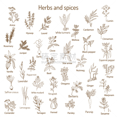 香料,草本,动物手,熏衣草,肉豆蔻,菜单,藏红花,清新,绘制,烹调