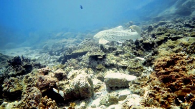 濒危物种斑马豹鲨鱼(Stegostoma Fasciatum)游泳
