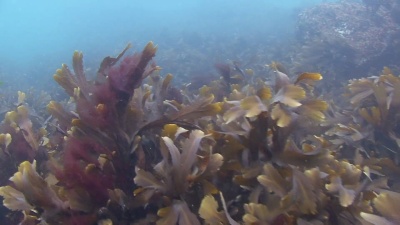 海藻