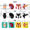 生物学,分离着色,数学符号,人造物,泌尿系统,膀胱,内分泌系统,人,背的，脊的