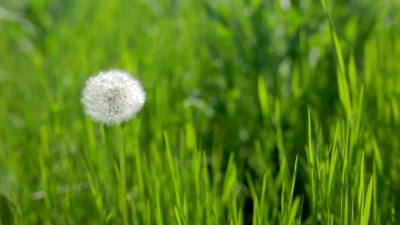 绿草上的蒲公英