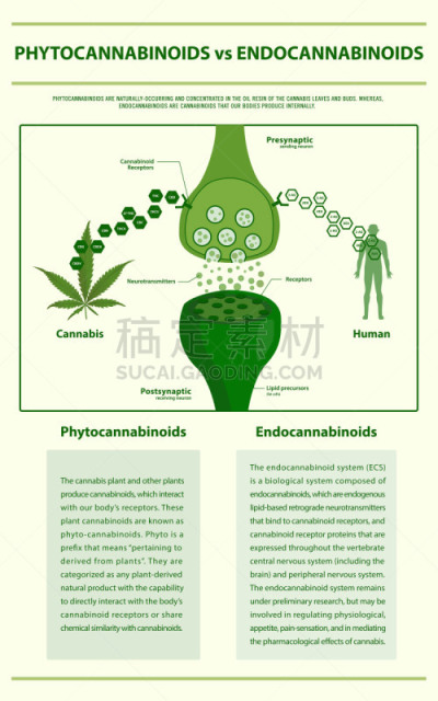 信息图表,垂直画幅,健康保健,心肺系统,脑肿瘤,替代医药,癌症,比较,分子,受体