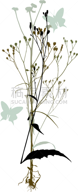 植物群,白色背景,脉搏图,壁纸,瓷砖,草,动物,春天,装饰物,复古