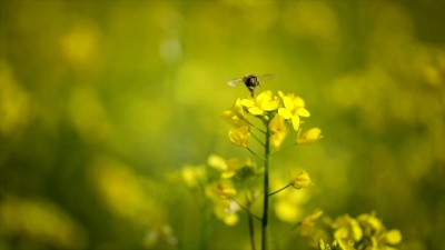 蜜蜂从芥末菜籽花中收集花蜜慢动作。